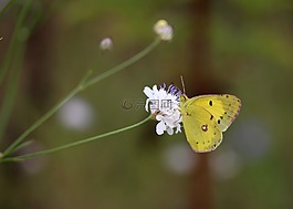蝴蝶,黃色,花卉