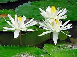 越南,莲花,白