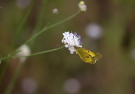 蝴蝶,黃色,花卉