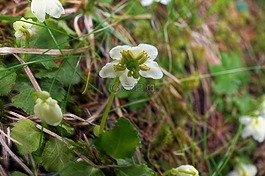 苔蘚的眼睛,獨(dú)麗花葉草,開(kāi)花