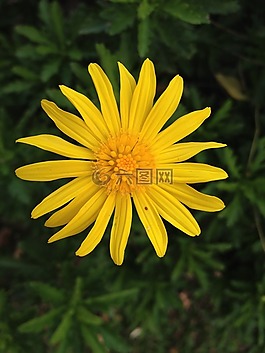 花,性質,鮮花