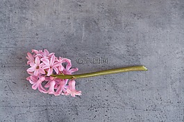 風(fēng)信子,花,粉紅色