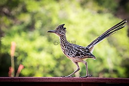速食,鳥,野生動物
