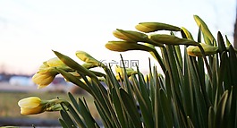 喇叭花,到达,绿色