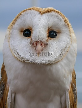 ave,捕食鳥,貓頭鷹
