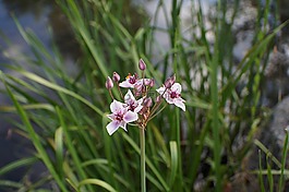 天鹅花,butomus猪苓,开花