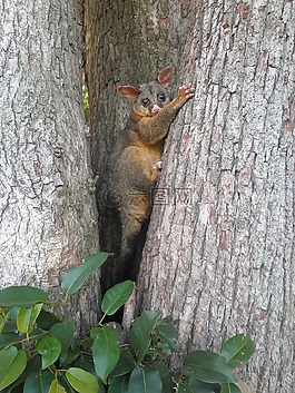 您好 ！,possum,野餐