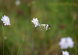 蝴蝶,黃色,花卉