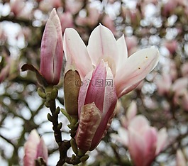 玉蘭,粉紅色,玉蘭花