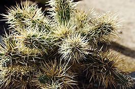 墨西哥,仙人掌,mamillaria