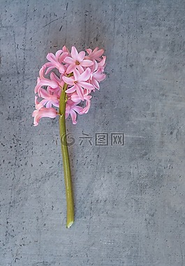 風(fēng)信子,花,粉紅色