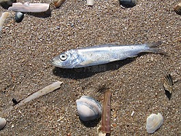 魚,海,貝殼
