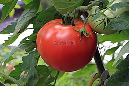 番茄,蔬菜,食品