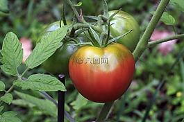 番茄,蔬菜,食品
