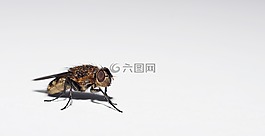 飛,宏,關(guān)閉