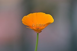 自然,花,植物區(qū)系