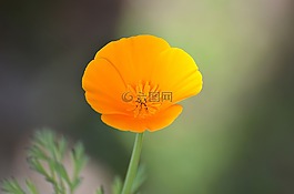 自然,花,植物區(qū)系