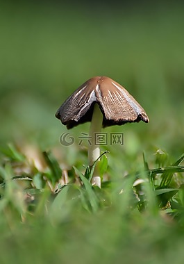 自然,葉,植物區(qū)系