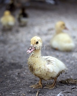 小鴨,骯臟的,鳥的家蠅