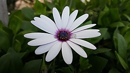 花,植物,性質