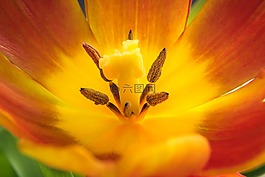 郁金香,花,開(kāi)花