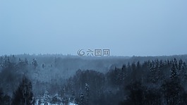 在森林里的圣诞树,性质,俄罗斯