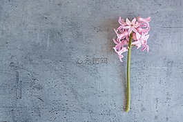 風(fēng)信子,花,粉紅色