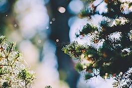 光,云杉,植物