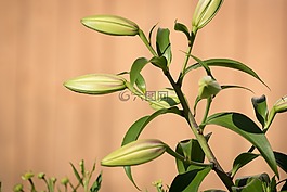 百合,芽,廠