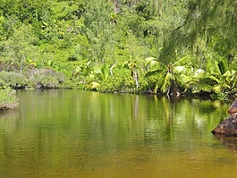 綠色,湖,水域