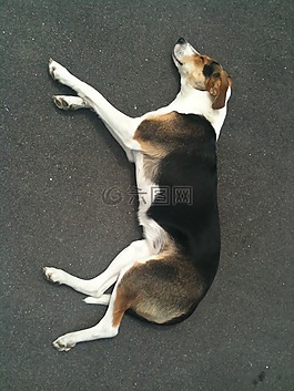 狗,幸福,nap