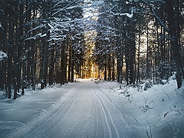越野滑雪,森林,雪