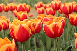 郁金香,花,花的