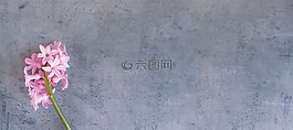 風(fēng)信子,花,粉紅色