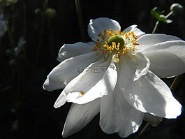 安妮·秋月,花卉,性質