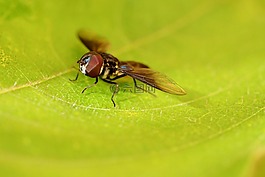 昆蟲,飛,beronha