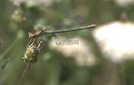 蜻蜓,昆蟲綱,翅膀