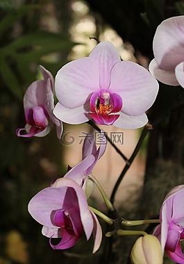 蘭花,花,開花