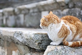 猫,姜,废墟