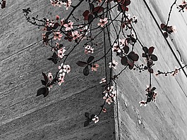 鮮花,分支機(jī)構(gòu),春