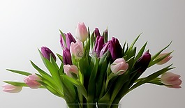 鮮花,郁金香,性質(zhì)