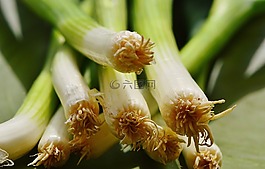 蔥,韭菜,美味