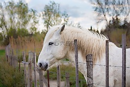 馬,騎馬,動物