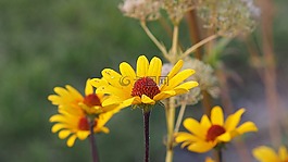 花園,花,黃