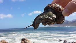 蝸牛,海,波