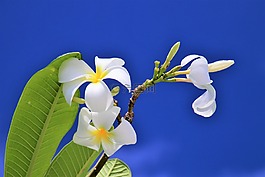 藍(lán)色,天空,馬爾代夫