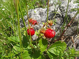 草莓,紅色,漿果