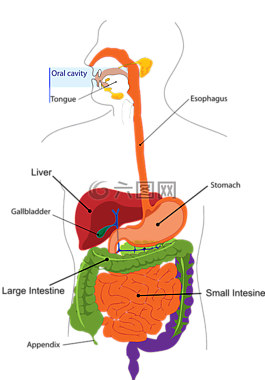 消化,肠癌,口腔