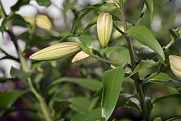 百合,芽,廠