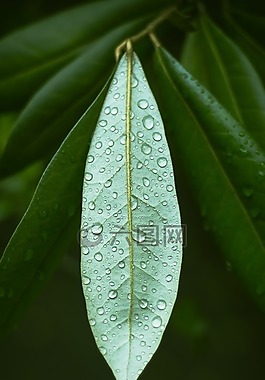 葉,植物區(qū)系,自然